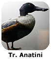 Tr Anatini